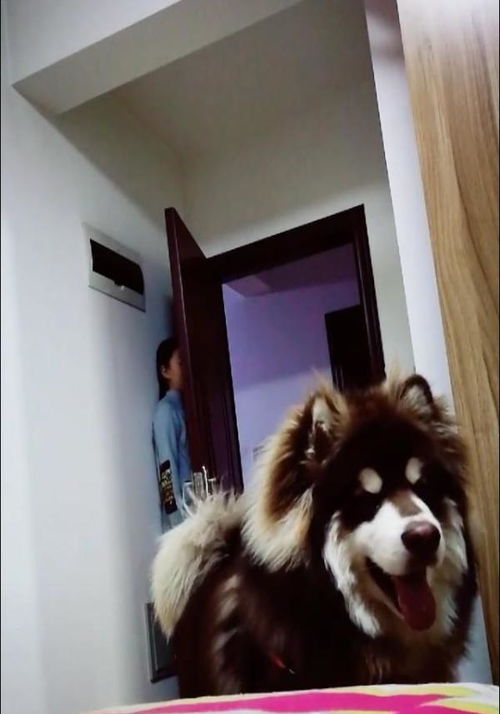 小狗的糖果冒险 