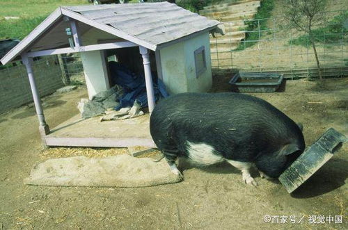 泡泡大作战游戏手机游戏 