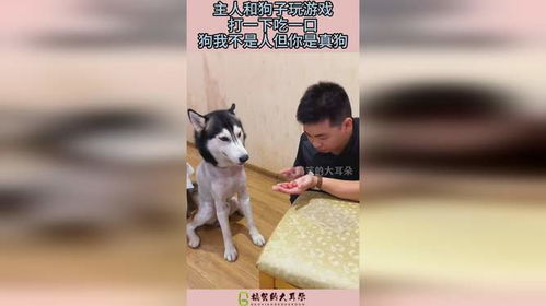 我不是头猪游戏官方版下载v1.0.0 